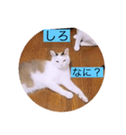 雨汐とガッシーねこーず達の合成スタンプ他（個別スタンプ：39）