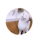 雨汐とガッシーねこーず達の合成スタンプ他（個別スタンプ：40）