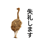 動物園の愉快な仲間たち3（個別スタンプ：8）