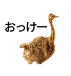 動物園の愉快な仲間たち3（個別スタンプ：13）