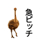動物園の愉快な仲間たち3（個別スタンプ：16）