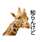 動物園の愉快な仲間たち3（個別スタンプ：19）