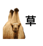 動物園の愉快な仲間たち3（個別スタンプ：24）