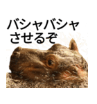 動物園の愉快な仲間たち3（個別スタンプ：25）