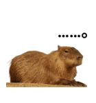 動物園の愉快な仲間たち3（個別スタンプ：35）
