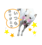 おにと愛犬バーディ（個別スタンプ：24）