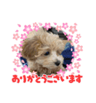 まるっくす★ろーる（個別スタンプ：4）