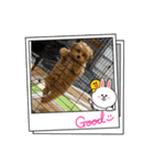 まるっくす★ろーる（個別スタンプ：12）