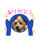まるっくす★ろーる（個別スタンプ：21）