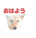 #1柴犬のつくし（個別スタンプ：1）