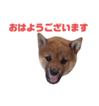 #1柴犬のつくし（個別スタンプ：2）