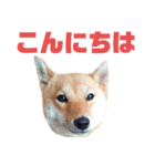 #1柴犬のつくし（個別スタンプ：3）