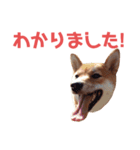 #1柴犬のつくし（個別スタンプ：7）