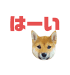 #1柴犬のつくし（個別スタンプ：8）