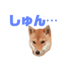 #1柴犬のつくし（個別スタンプ：10）