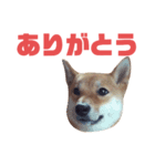 #1柴犬のつくし（個別スタンプ：11）