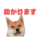 #1柴犬のつくし（個別スタンプ：13）