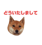 #1柴犬のつくし（個別スタンプ：14）