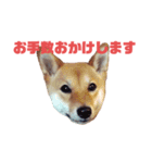 #1柴犬のつくし（個別スタンプ：15）