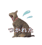 ももなつまみこは（個別スタンプ：3）