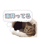 ももなつまみこは（個別スタンプ：5）