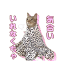 ももなつまみこは（個別スタンプ：6）