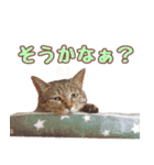 ももなつまみこは（個別スタンプ：11）