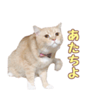 ももなつまみこは（個別スタンプ：12）