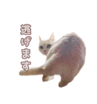ももなつまみこは（個別スタンプ：15）