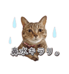 ももなつまみこは（個別スタンプ：16）