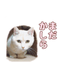 ももなつまみこは（個別スタンプ：18）
