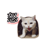 ももなつまみこは（個別スタンプ：22）