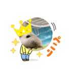 ハム＆チーズ（個別スタンプ：5）