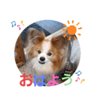 ぱぴぱぴパピヨン35（個別スタンプ：1）