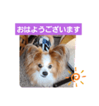 ぱぴぱぴパピヨン35（個別スタンプ：2）