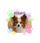 ぱぴぱぴパピヨン35（個別スタンプ：3）