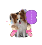 ぱぴぱぴパピヨン35（個別スタンプ：10）