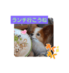 ぱぴぱぴパピヨン35（個別スタンプ：13）