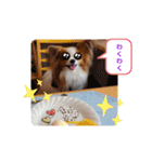 ぱぴぱぴパピヨン35（個別スタンプ：14）