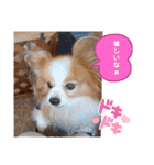 ぱぴぱぴパピヨン35（個別スタンプ：15）