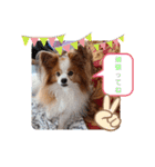 ぱぴぱぴパピヨン35（個別スタンプ：16）