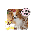 ぱぴぱぴパピヨン35（個別スタンプ：18）