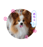 ぱぴぱぴパピヨン35（個別スタンプ：23）