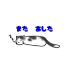 ゆるっと猫ちゃんの日常あいさつ（個別スタンプ：14）