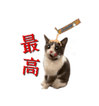 はちわれねこアグちゃんスタンプ2（個別スタンプ：3）