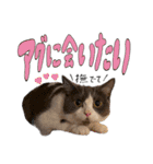 はちわれねこアグちゃんスタンプ2（個別スタンプ：5）