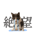 はちわれねこアグちゃんスタンプ2（個別スタンプ：7）