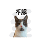 はちわれねこアグちゃんスタンプ2（個別スタンプ：8）