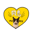 はちわれねこアグちゃんスタンプ2（個別スタンプ：10）