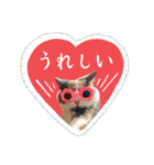 はちわれねこアグちゃんスタンプ2（個別スタンプ：12）